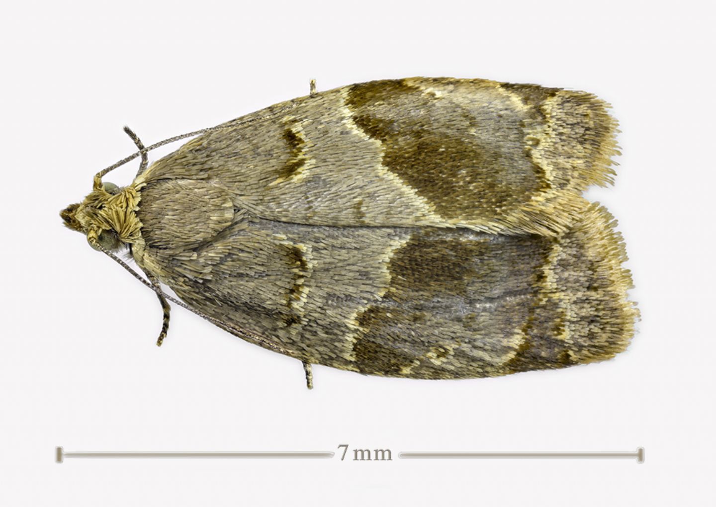 Clepsis dumicolana (Tortricidae)